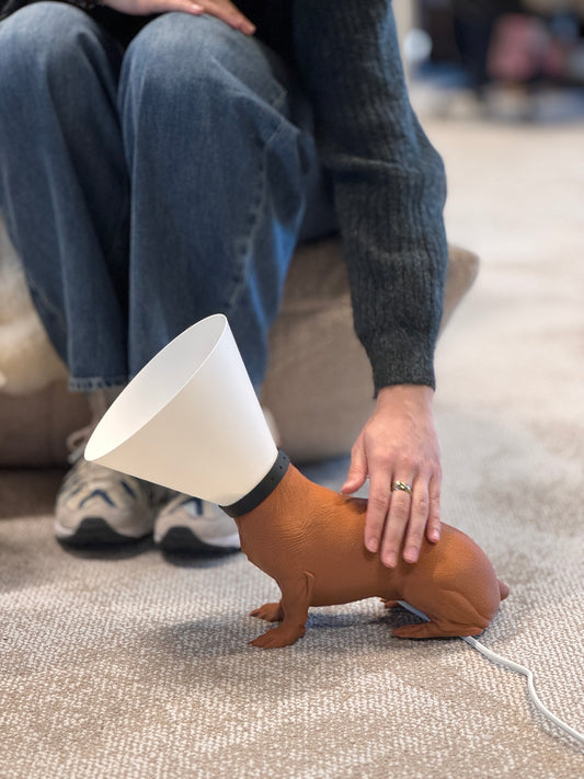 Teckel juste sorti de chez le vétérinaire.