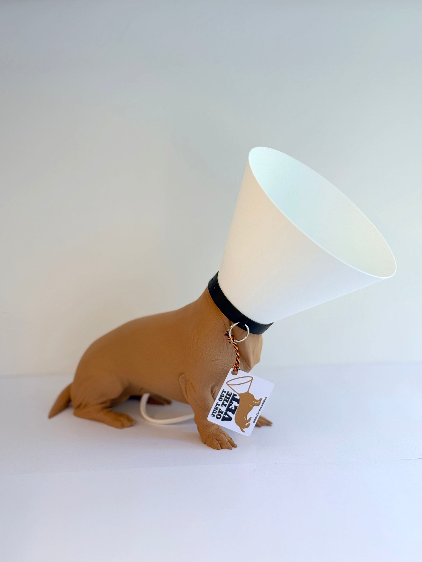 Teckel juste sorti de chez le vétérinaire.