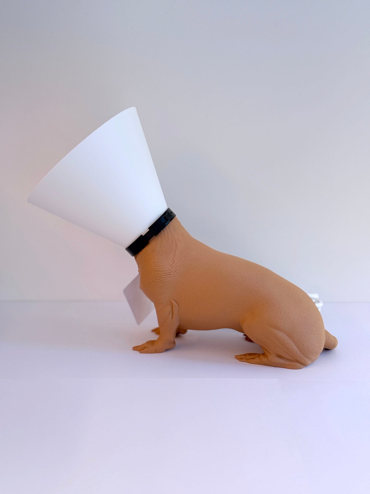 Teckel juste sorti de chez le vétérinaire.