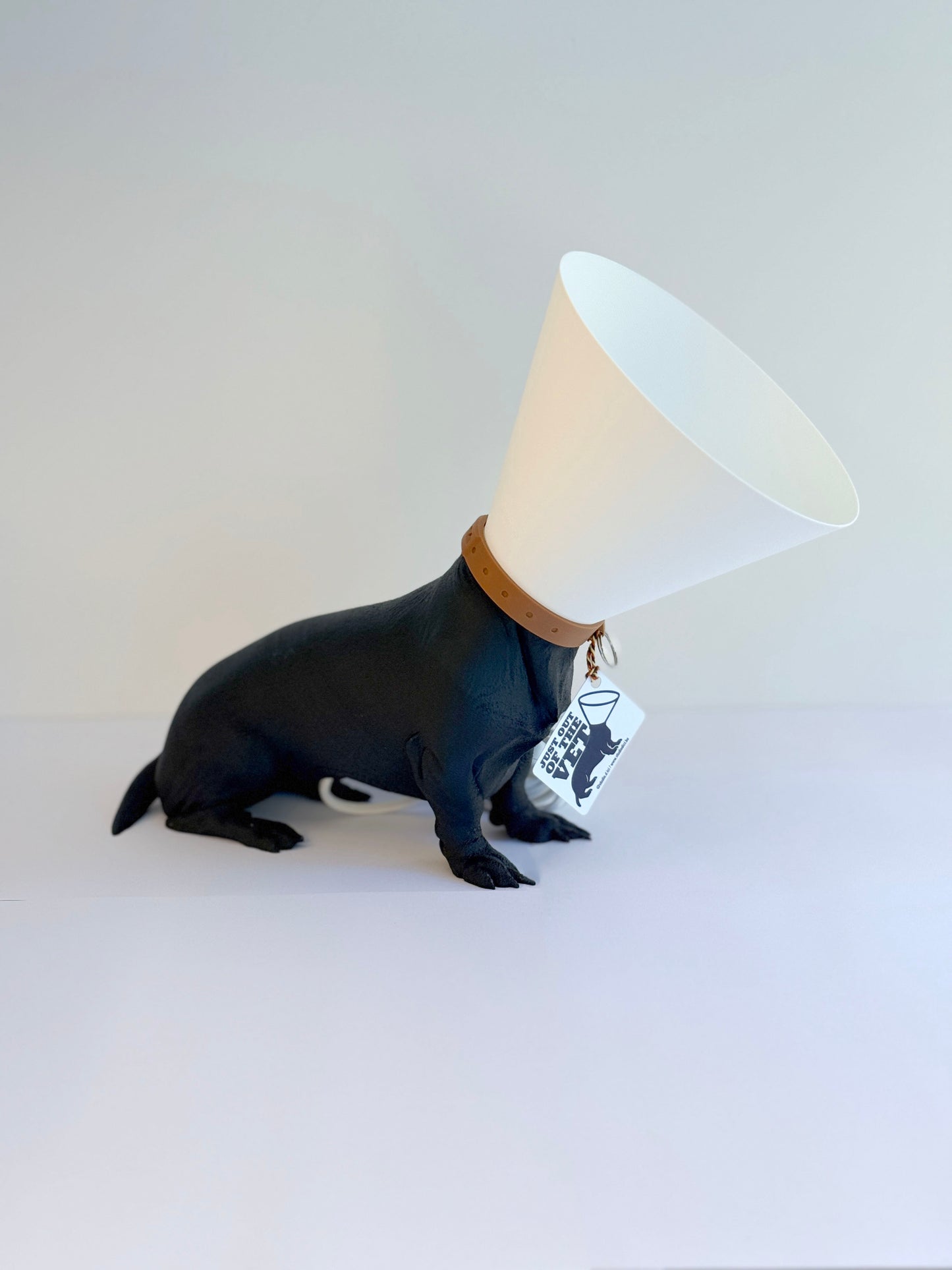 Teckel juste sorti de chez le vétérinaire.