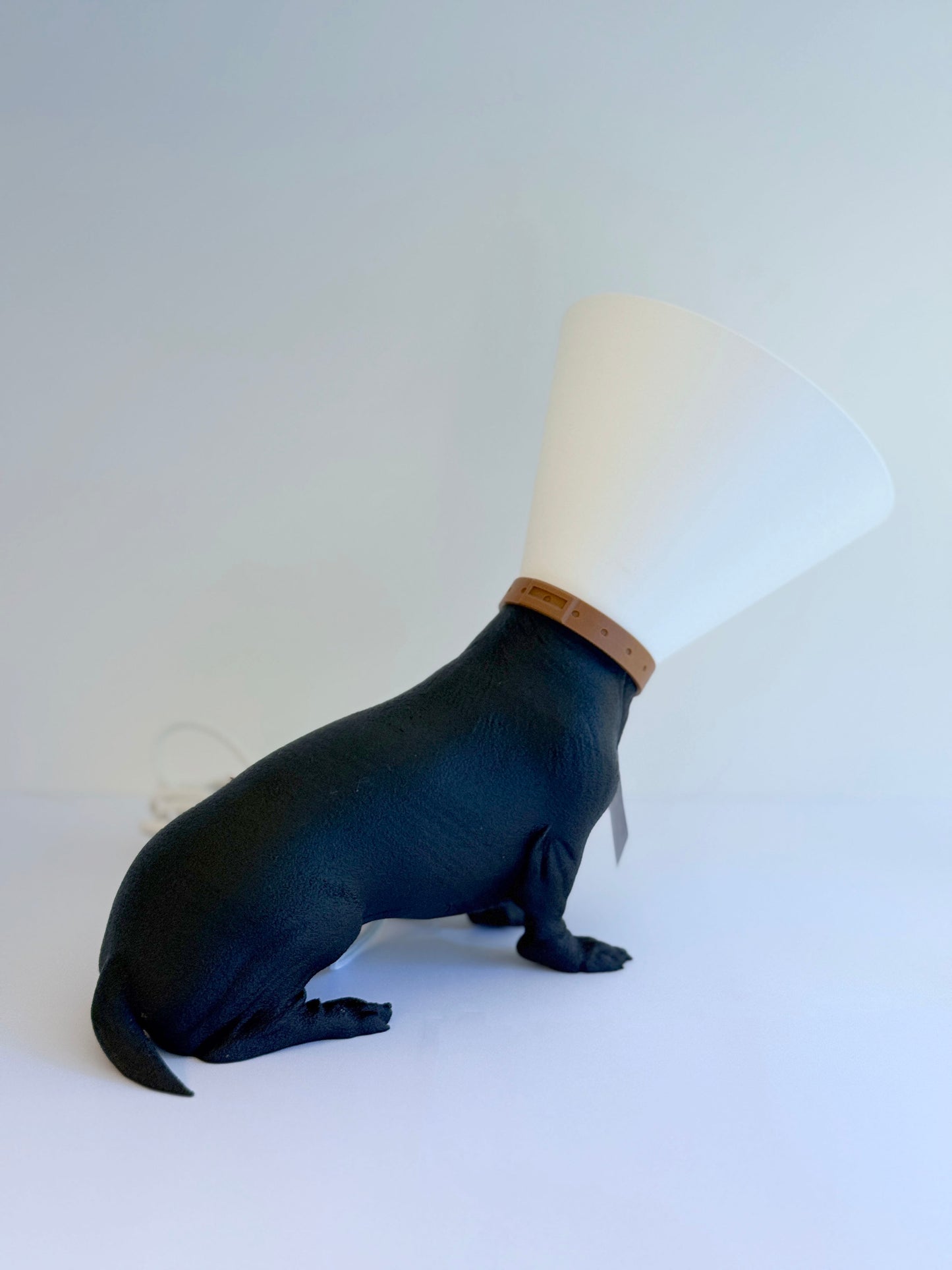 Teckel juste sorti de chez le vétérinaire.