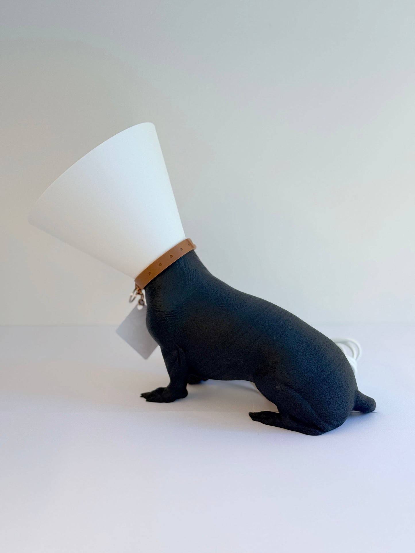 Teckel juste sorti de chez le vétérinaire.