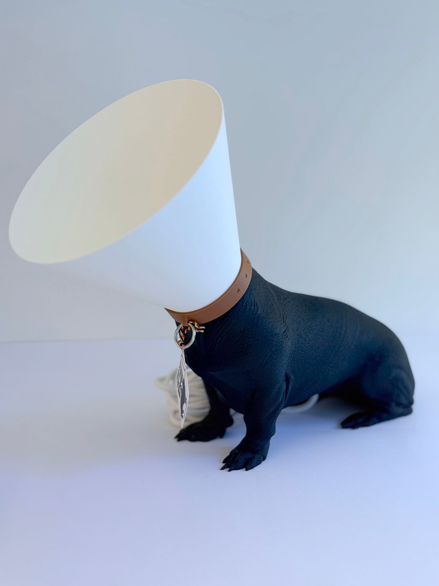 Teckel juste sorti de chez le vétérinaire.