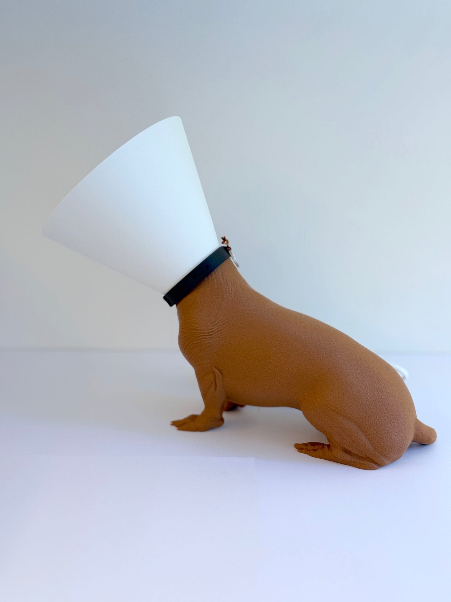 Teckel juste sorti de chez le vétérinaire.