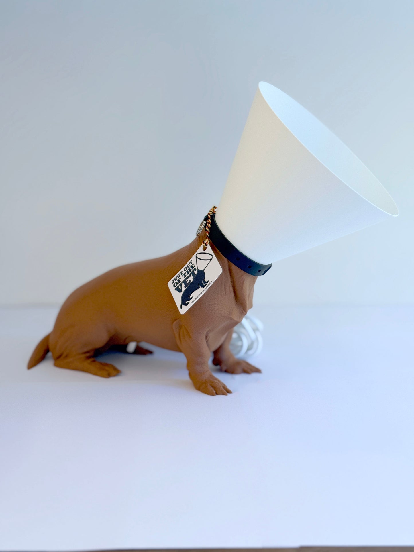 Teckel juste sorti de chez le vétérinaire.