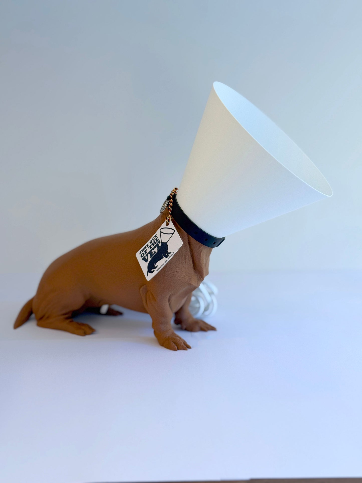 Teckel juste sorti de chez le vétérinaire.