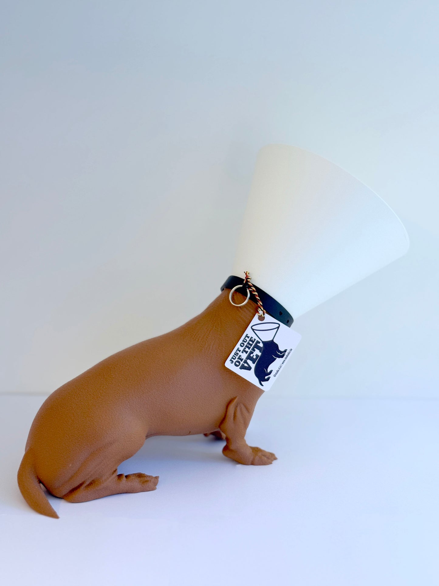 Teckel juste sorti de chez le vétérinaire.