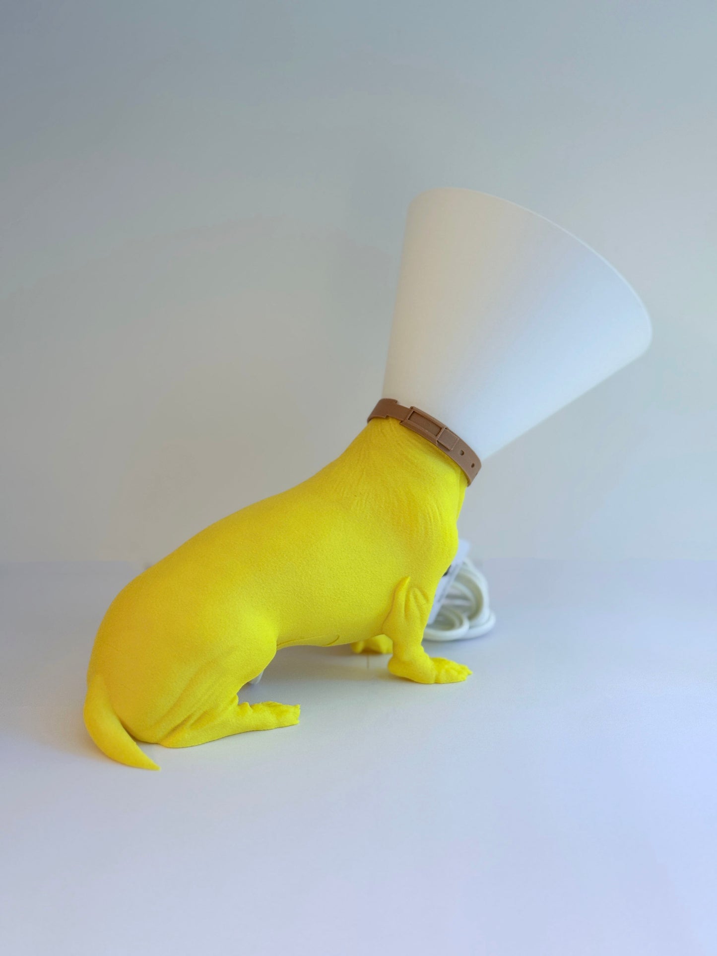 Teckel juste sorti de chez le vétérinaire.