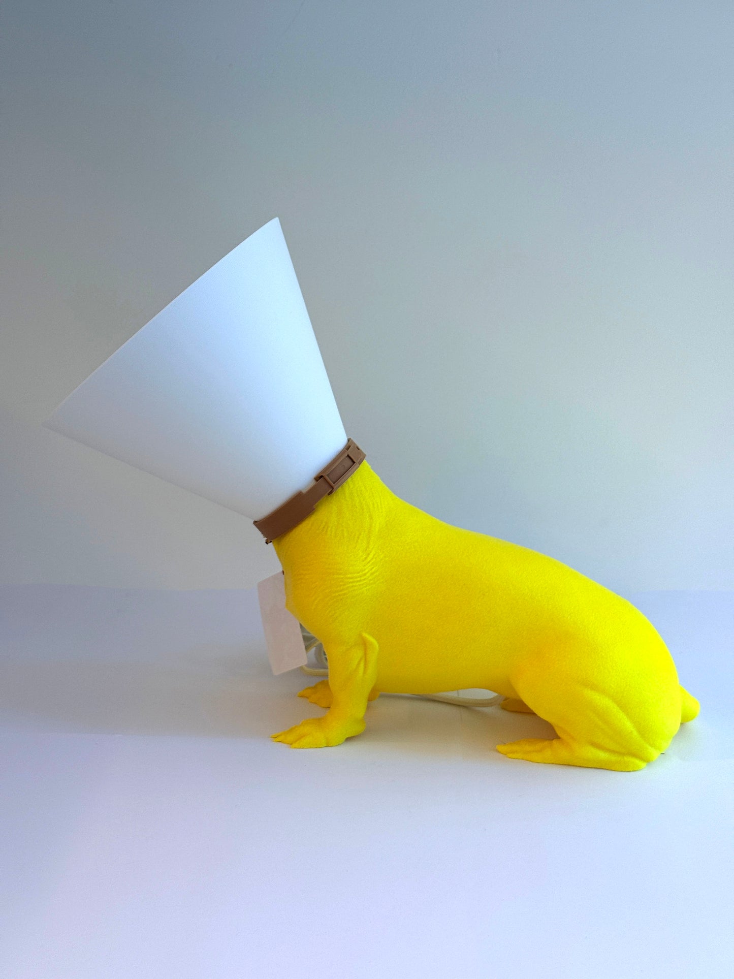 Teckel juste sorti de chez le vétérinaire.