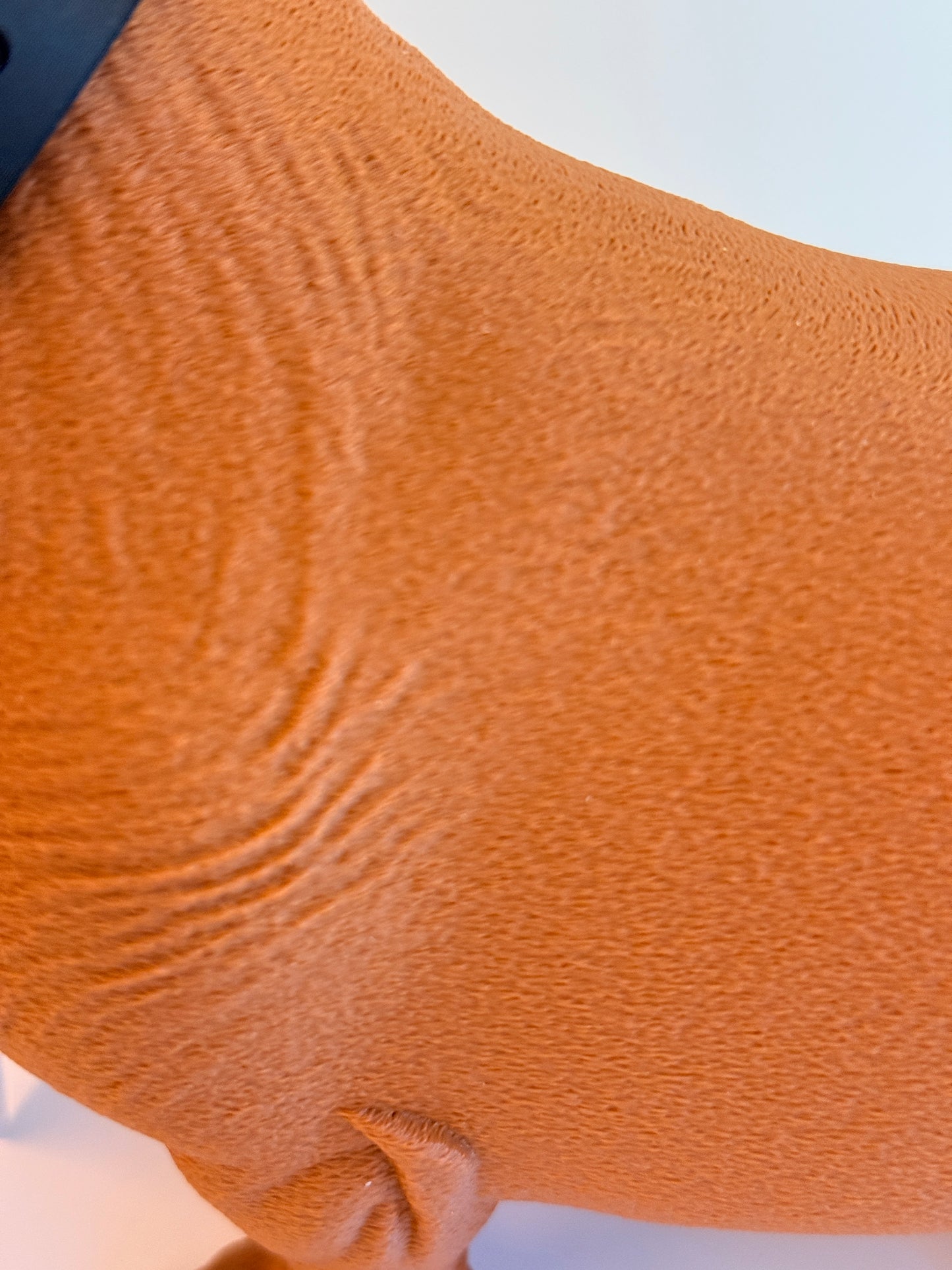 Teckel juste sorti de chez le vétérinaire.