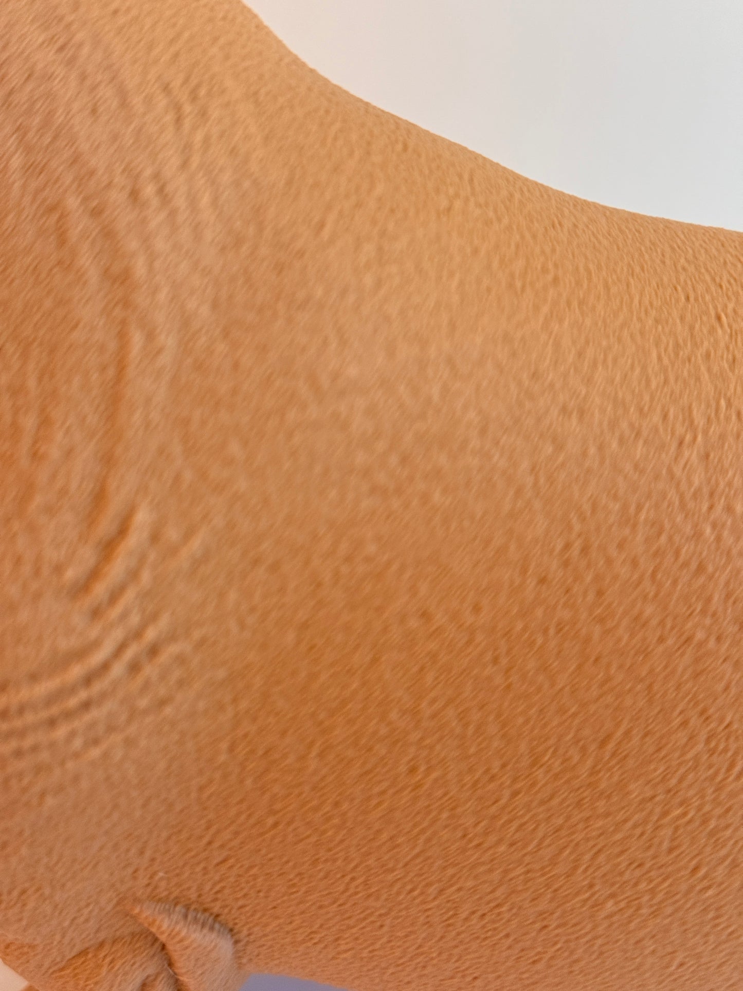 Teckel juste sorti de chez le vétérinaire.