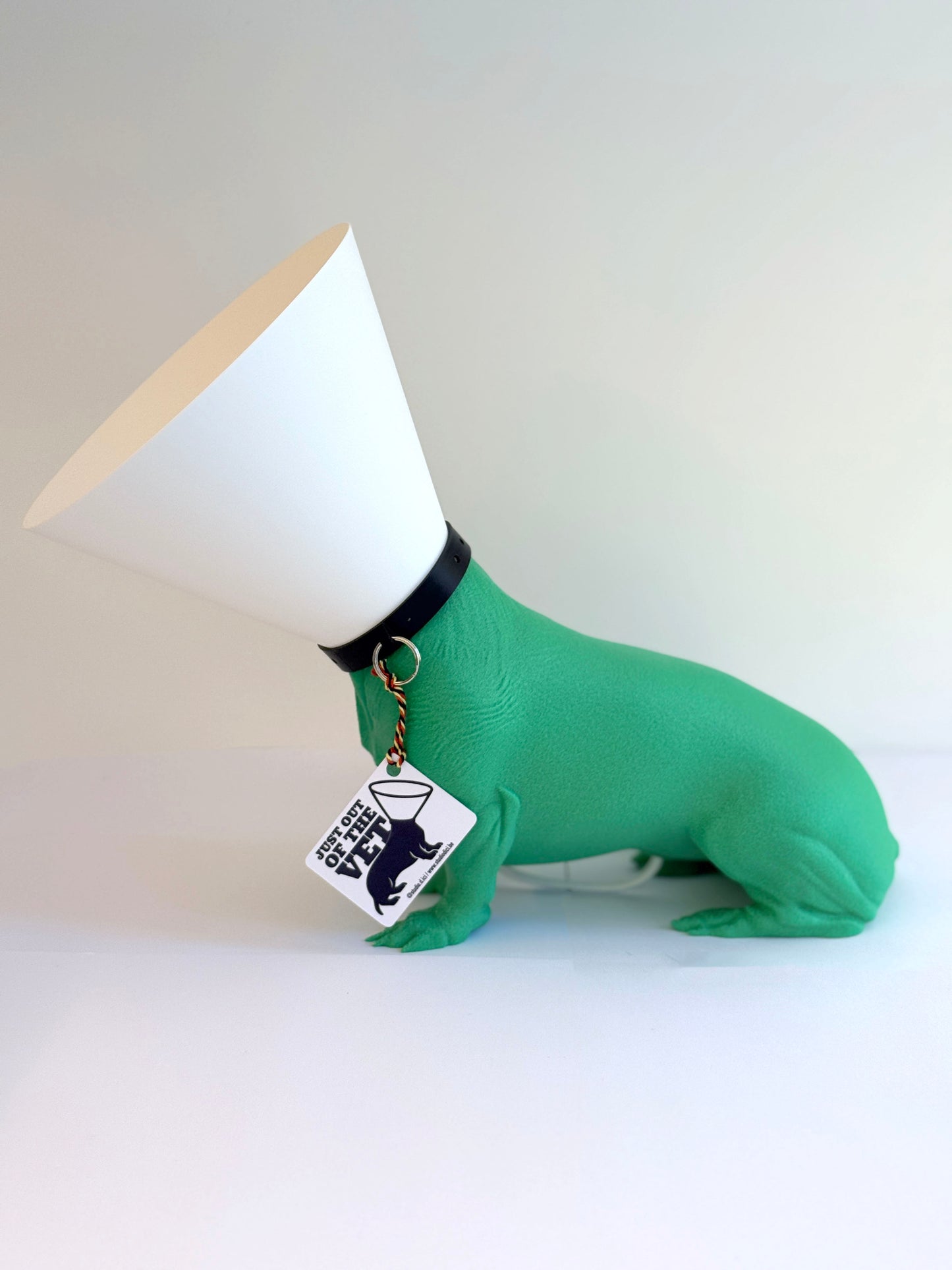 Teckel juste sorti de chez le vétérinaire.