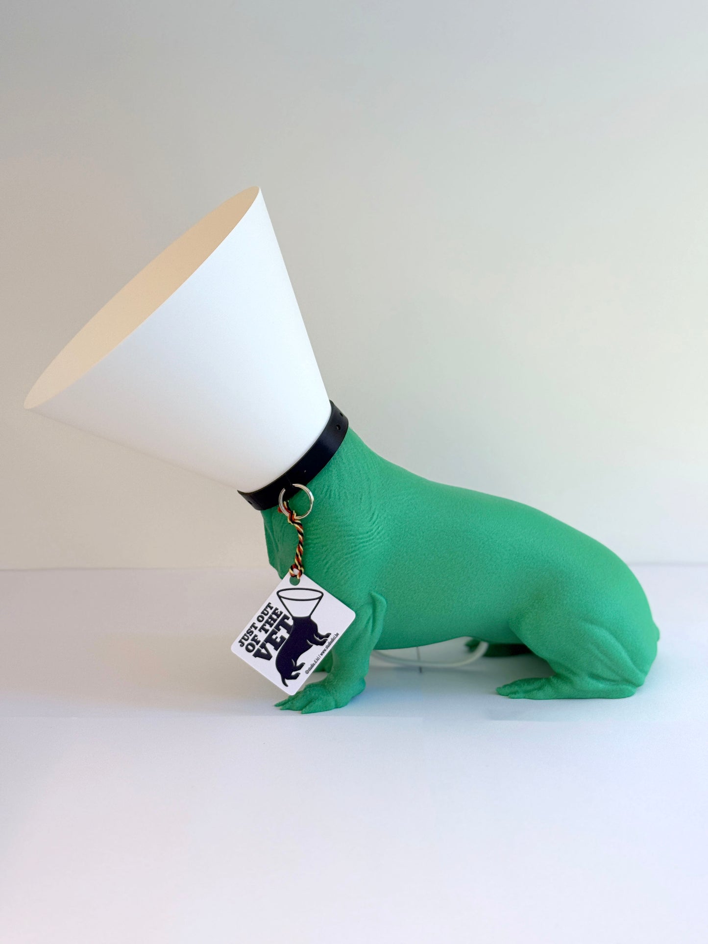 Teckel juste sorti de chez le vétérinaire.