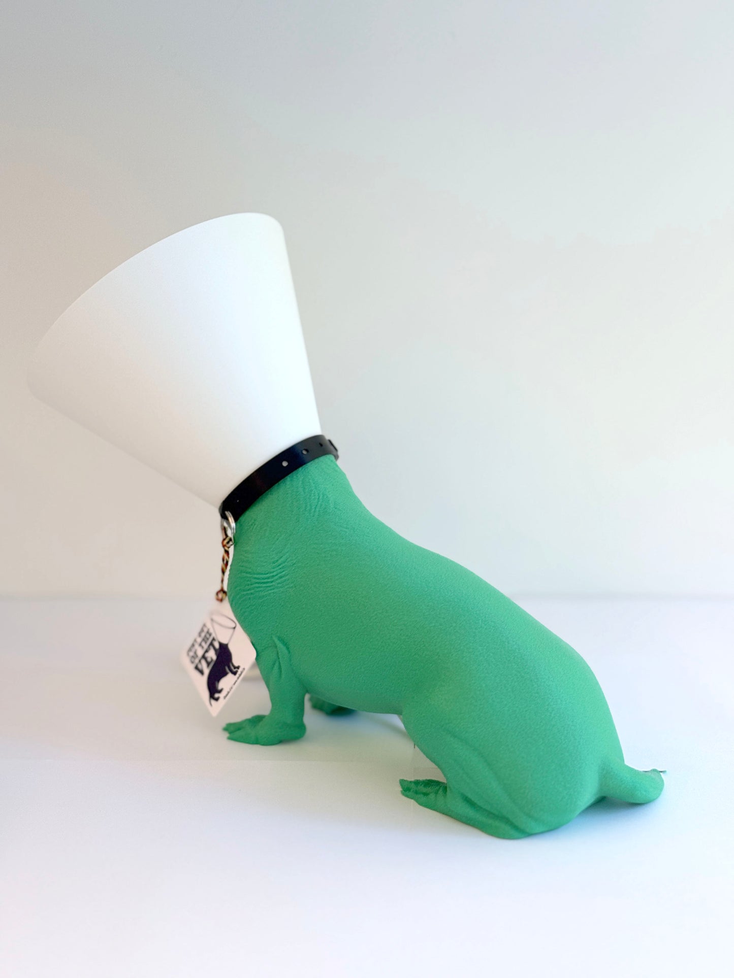 Teckel juste sorti de chez le vétérinaire.