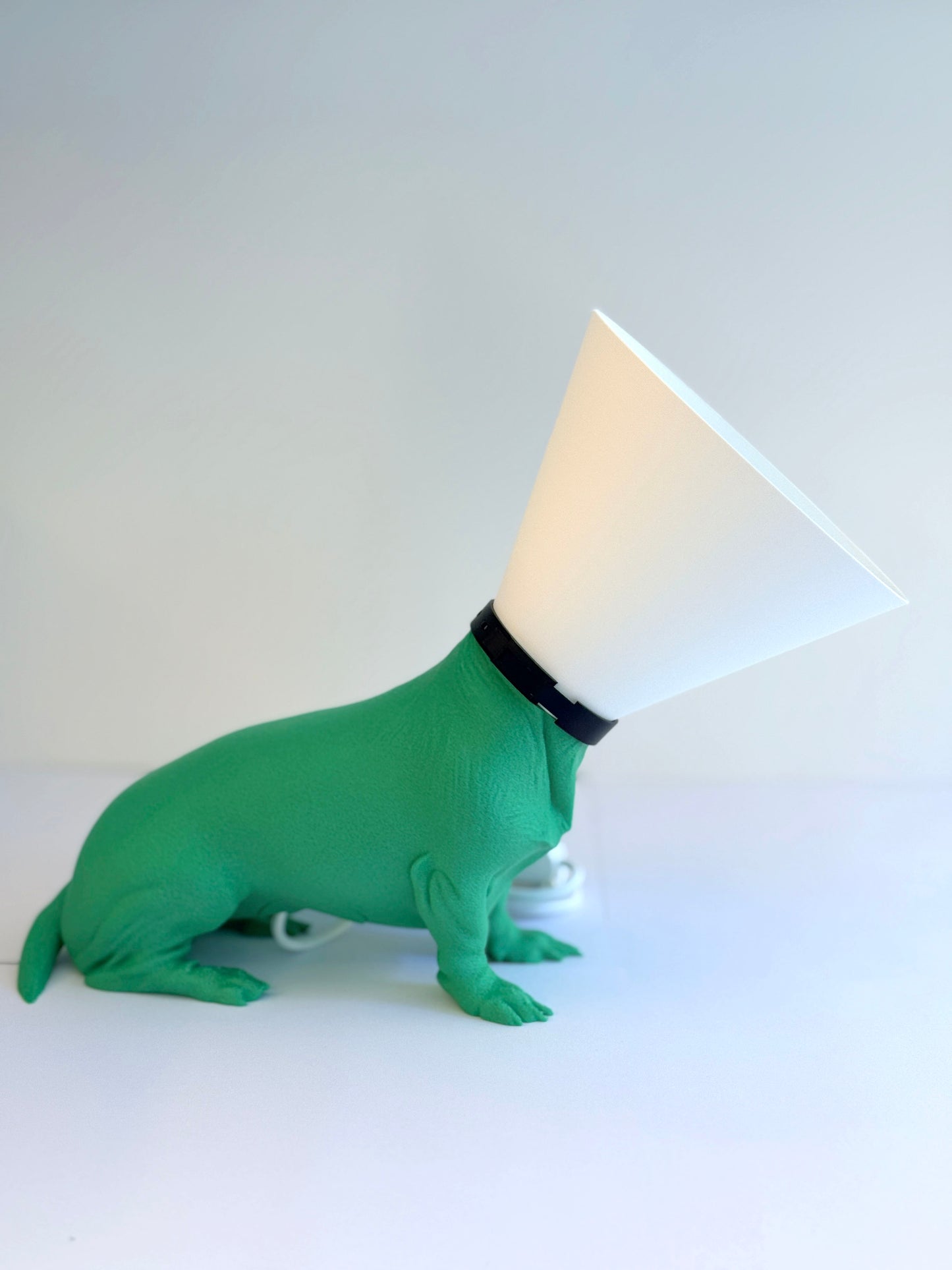 Teckel juste sorti de chez le vétérinaire.