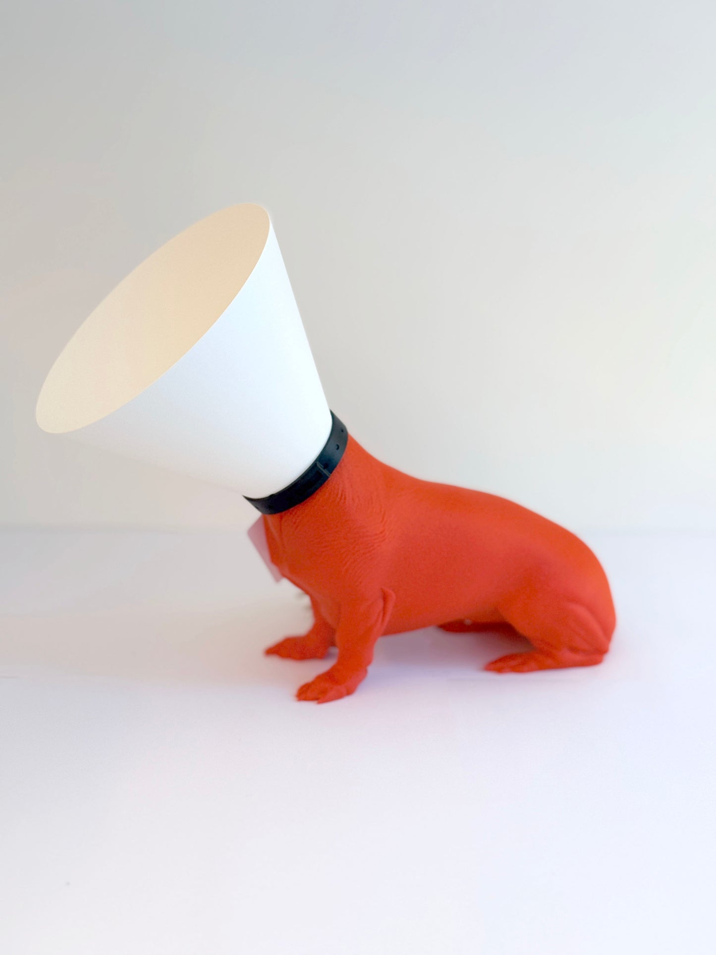 Teckel juste sorti de chez le vétérinaire.