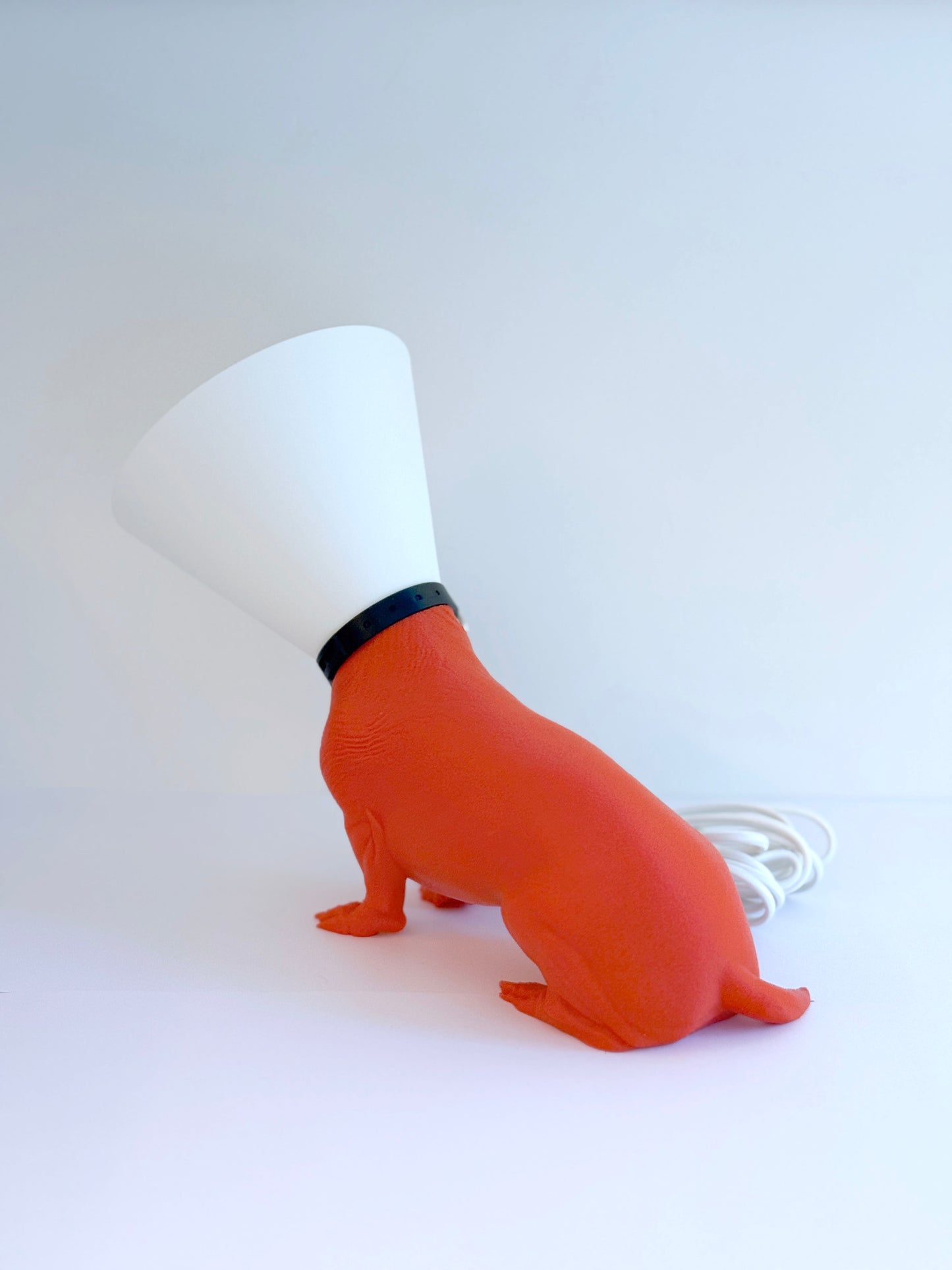 Teckel juste sorti de chez le vétérinaire.