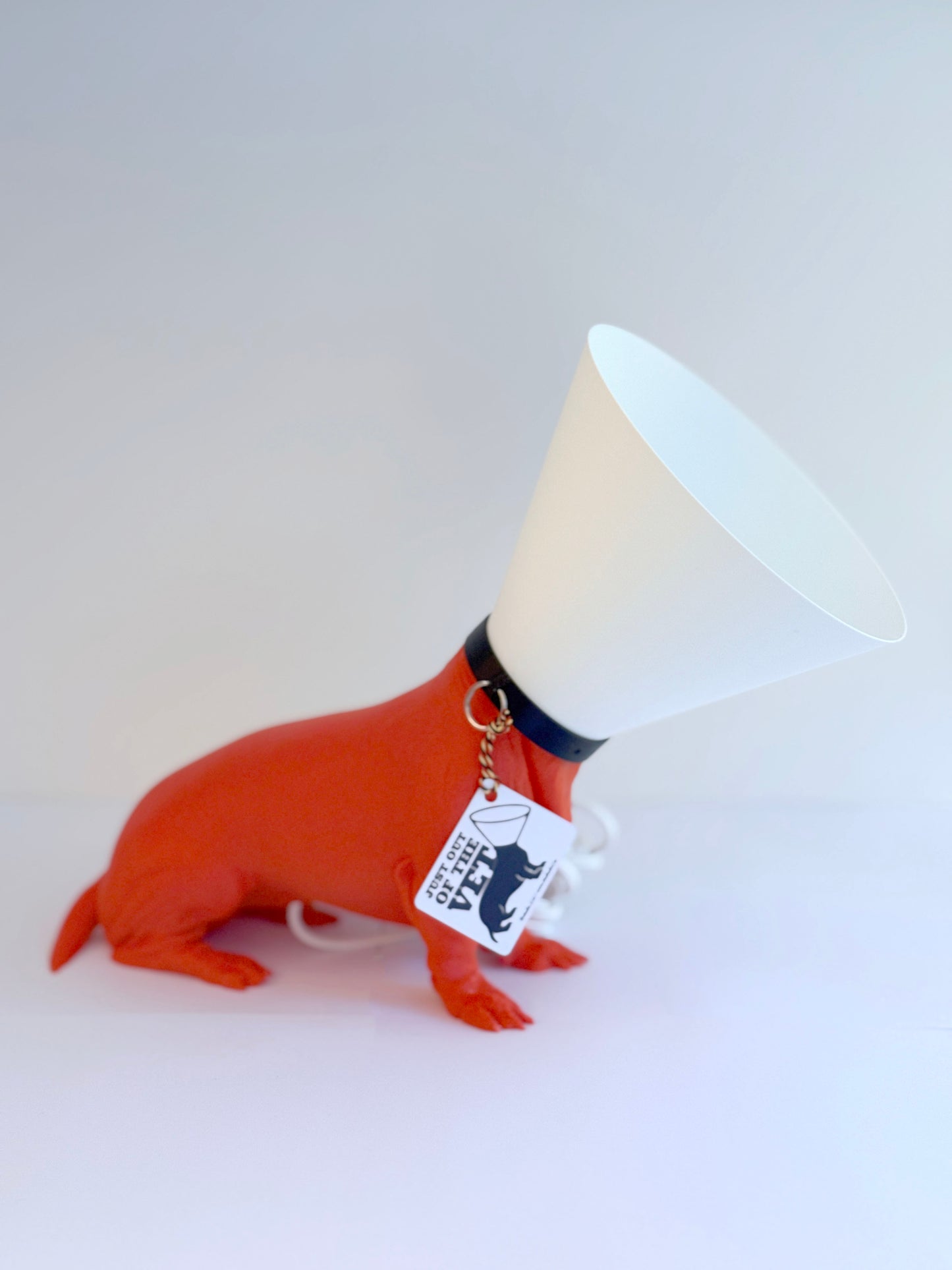 Teckel juste sorti de chez le vétérinaire.