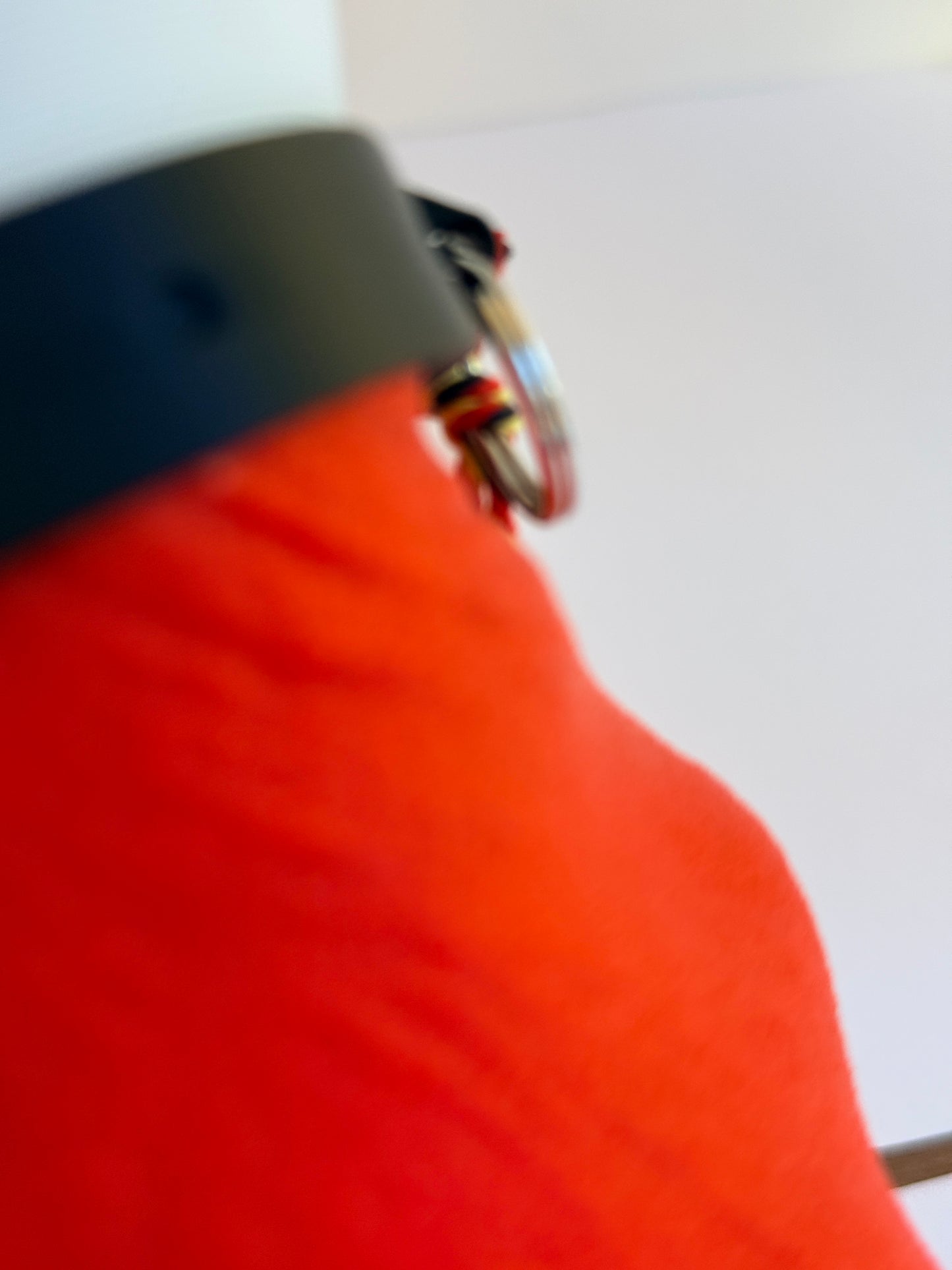 Teckel juste sorti de chez le vétérinaire.