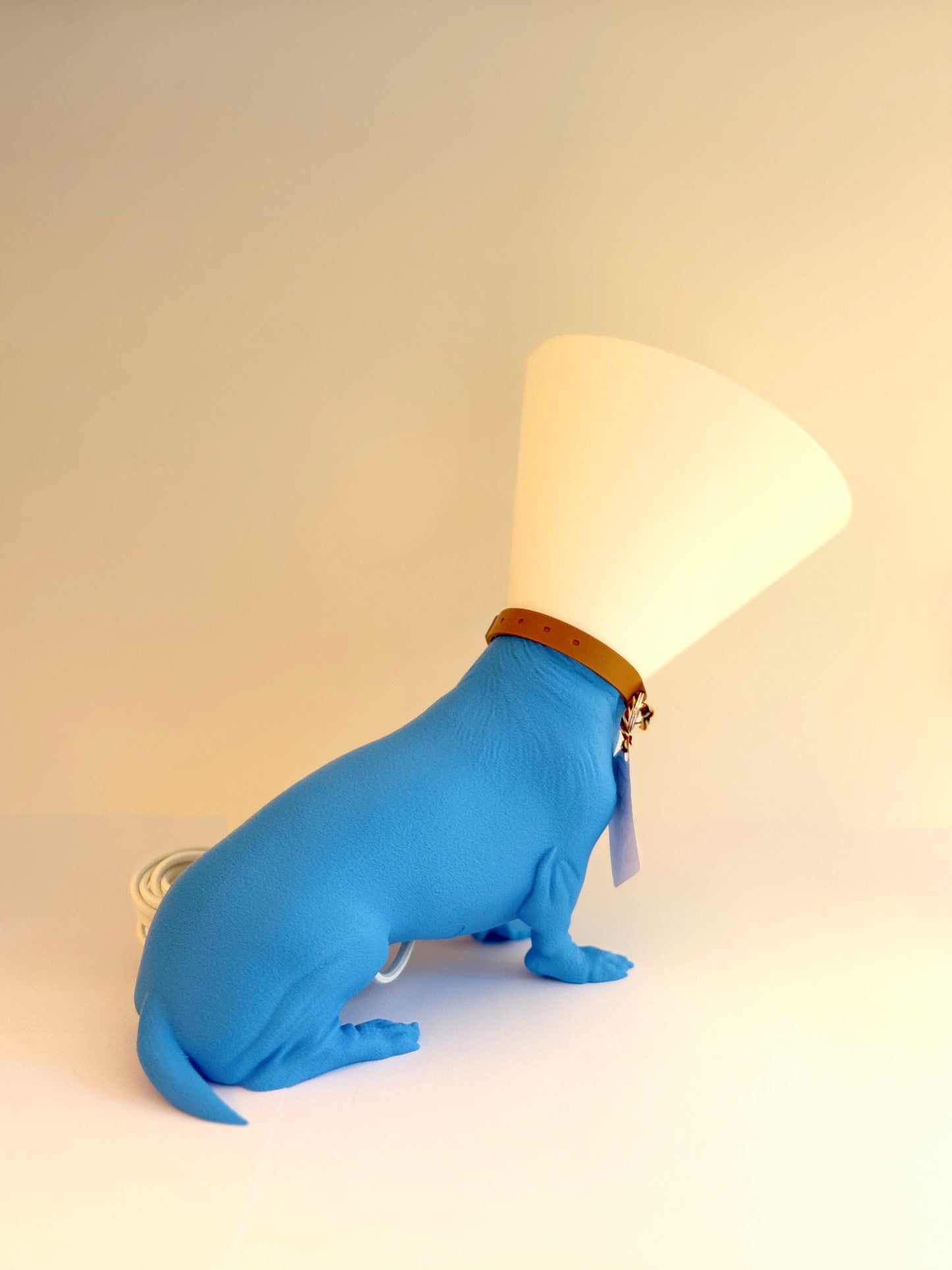 Teckel juste sorti de chez le vétérinaire.