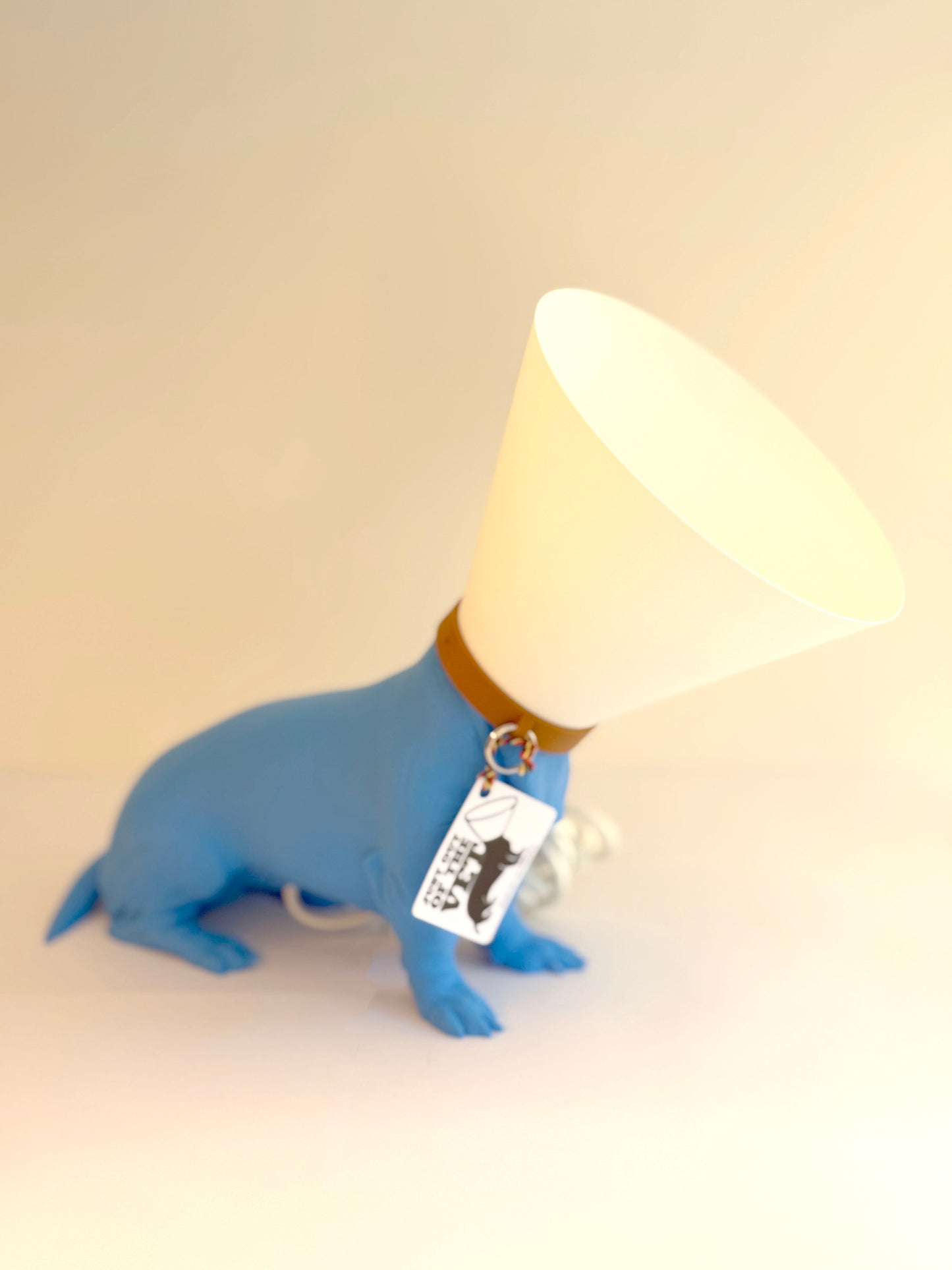 Teckel juste sorti de chez le vétérinaire.