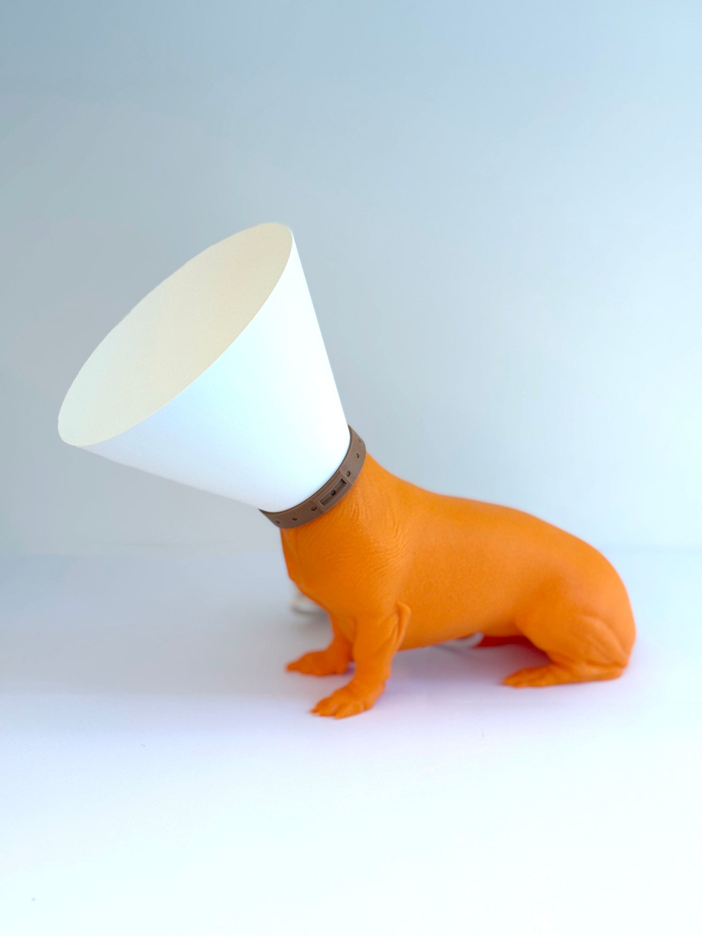 Teckel juste sorti de chez le vétérinaire.