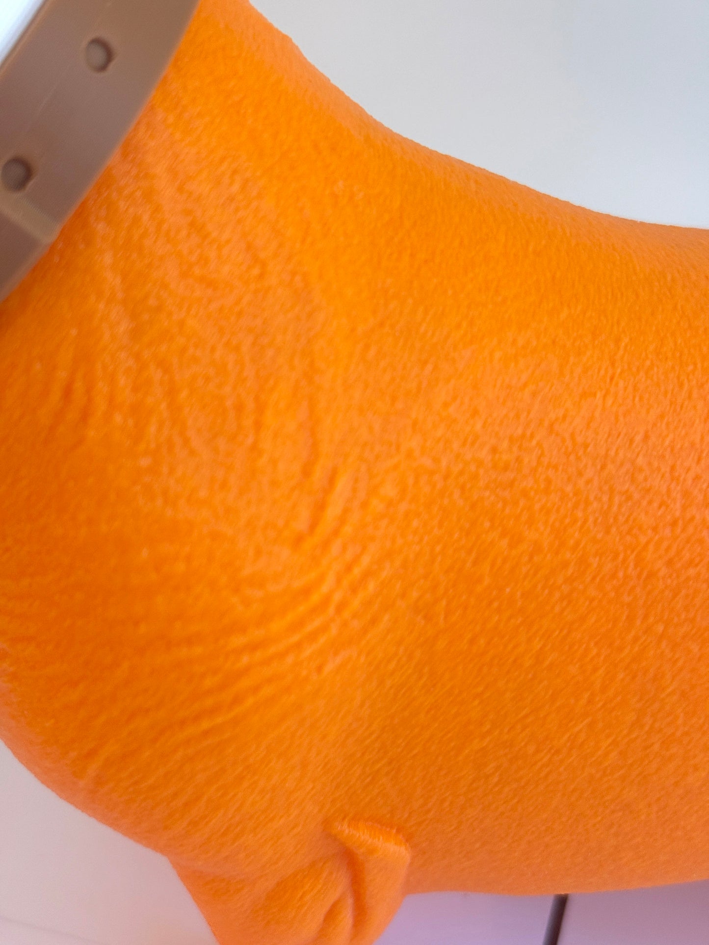 Teckel juste sorti de chez le vétérinaire.