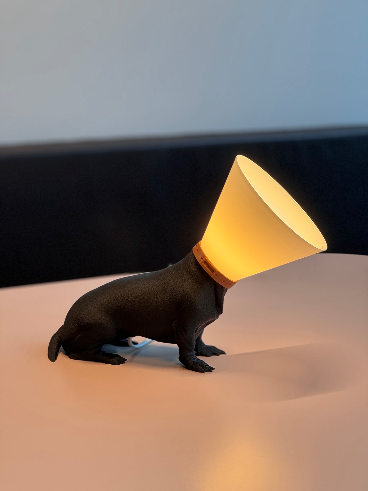 Teckel juste sorti de chez le vétérinaire.